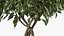 Ficus Benjamina Albero variegato in vaso