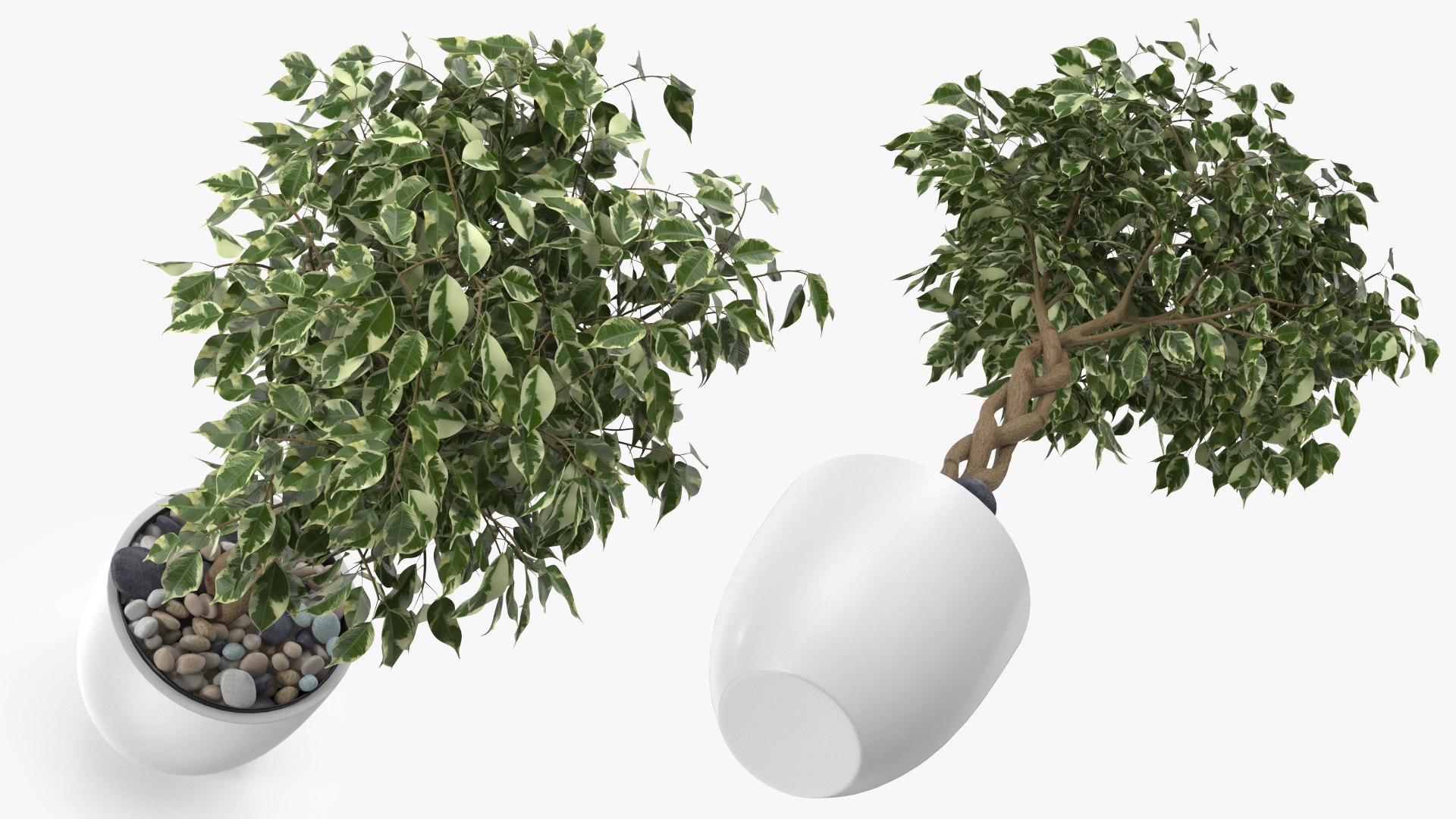 3D Ficus Benjamina Variegated Tree in Pot https://p.turbosquid.com/ts-thumb/Qg/xlbiHs/BI/ficusbenjaminavariegatedtreeinpotc4dmodel008/jpg/1622581225/1920x1080/fit_q87/d4f2d19ec28c65088308d5bed6da3d824c3cae2d/ficusbenjaminavariegatedtreeinpotc4dmodel008.jpg
