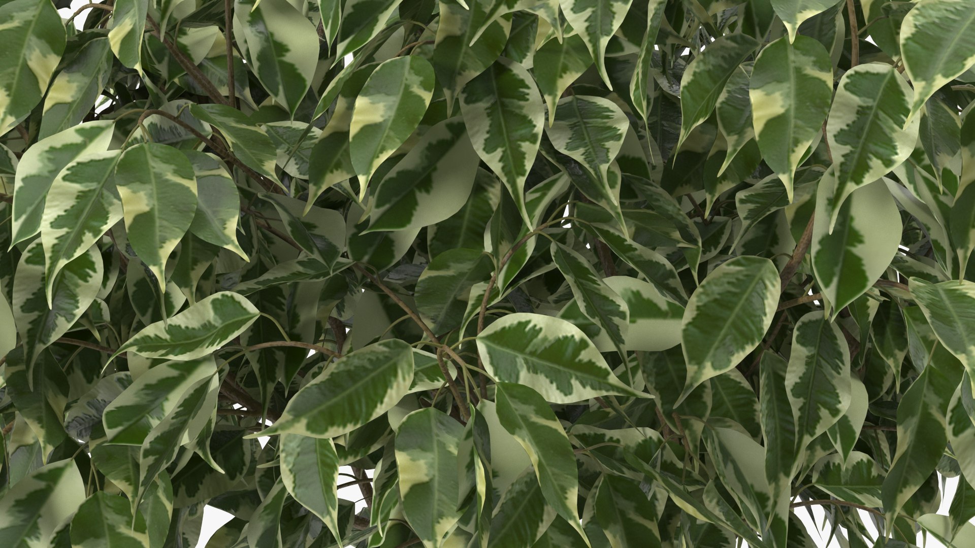3D Ficus Benjamina Variegated Tree in Pot https://p.turbosquid.com/ts-thumb/Qg/xlbiHs/Pw/ficusbenjaminavariegatedtreeinpotc4dmodel012/jpg/1622581251/1920x1080/fit_q87/727611d0883bcc5b6b1d37b5cd3df0bf88c91eda/ficusbenjaminavariegatedtreeinpotc4dmodel012.jpg