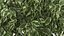 Ficus Benjamina Albero variegato in vaso
