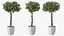 Ficus Benjamina Albero variegato in vaso