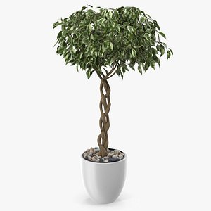 3D Ficus Benjamina Variegated Tree in Pot