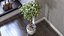 Ficus Benjamina Albero variegato in vaso