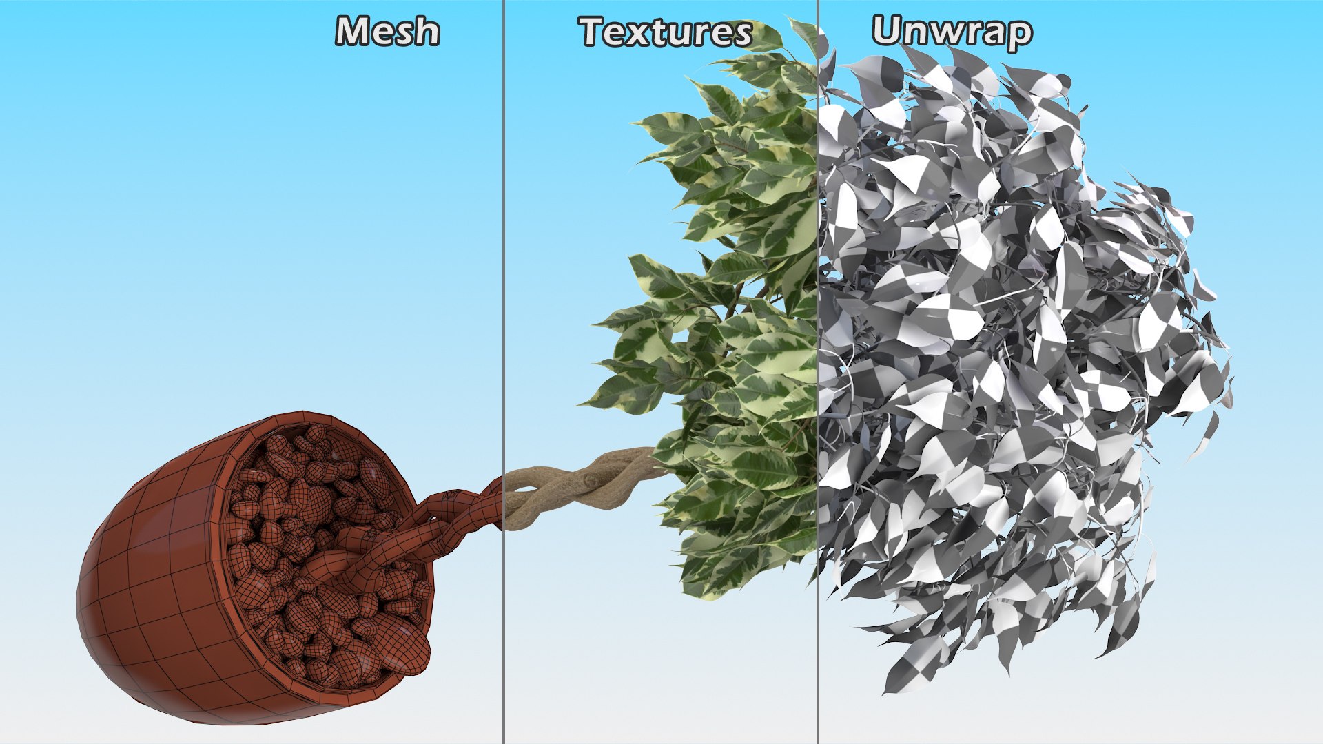 3D Ficus Benjamina Variegated Tree in Pot https://p.turbosquid.com/ts-thumb/Qg/xlbiHs/jf/ficusbenjaminavariegatedtreeinpotc4dmodel016/jpg/1622581295/1920x1080/fit_q87/5a58199437a00af2cd80536e823db7b2f074115a/ficusbenjaminavariegatedtreeinpotc4dmodel016.jpg