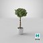 Ficus Benjamina Albero variegato in vaso