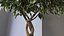 Ficus Benjamina Albero variegato in vaso