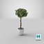 Ficus Benjamina Albero variegato in vaso