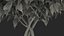 Ficus Benjamina Albero variegato in vaso