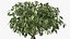 Ficus Benjamina Albero variegato in vaso