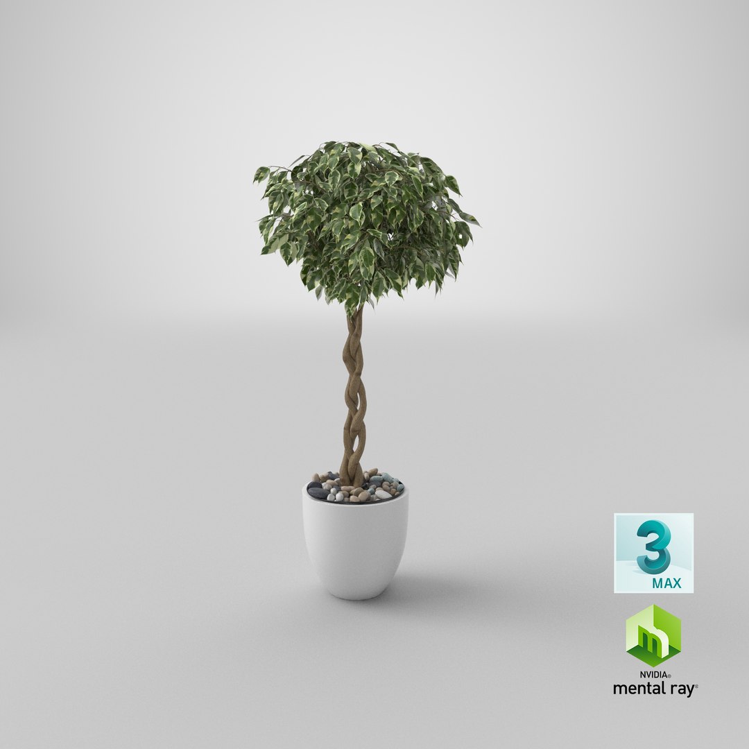 3D Ficus Benjamina Variegated Tree in Pot https://p.turbosquid.com/ts-thumb/Qg/xlbiHs/ze/stemcell_max_mental_ray_render/png/1644912584/1920x1080/fit_q87/f3e5cb53d2282267bf9d3fea59a6acc6e5090333/stemcell_max_mental_ray_render.jpg