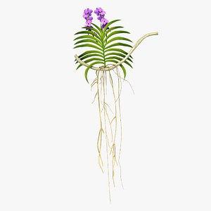 3D Vanda plant