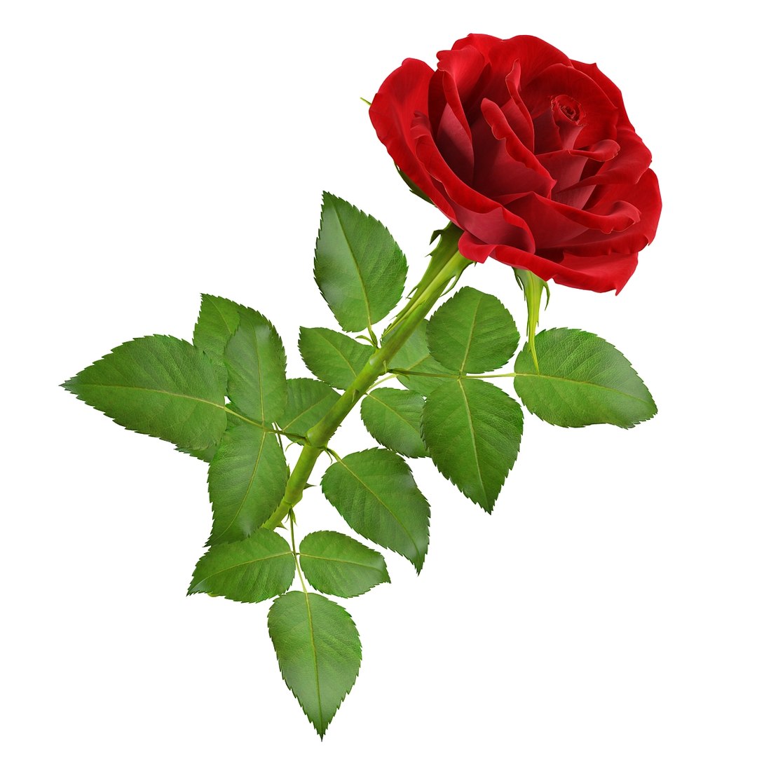 3d Max Rose Flower