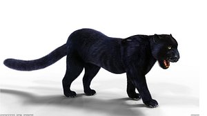 3D Fur Black Panther Rigged model