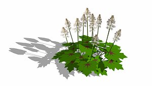 Tiarella-foam flower 3D model