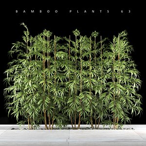 bamboo plant max