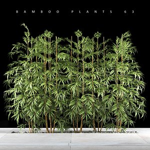 Bamboo plant 7