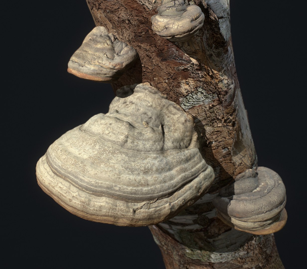 Tinder Polypore Fungus Mushroom 3D Model - TurboSquid 1609227
