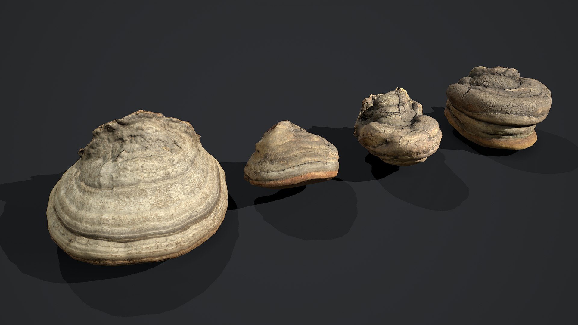 Tinder Polypore Fungus Mushroom 3D Model - TurboSquid 1609227