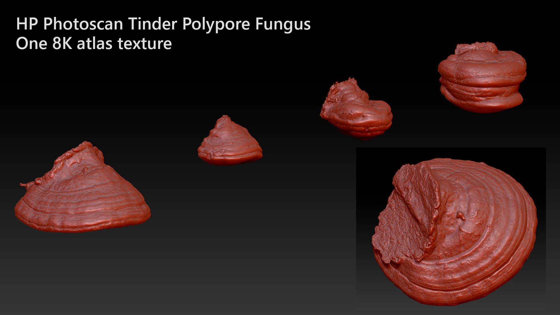 Tinder Polypore Fungus Mushroom 3D Model - TurboSquid 1609227