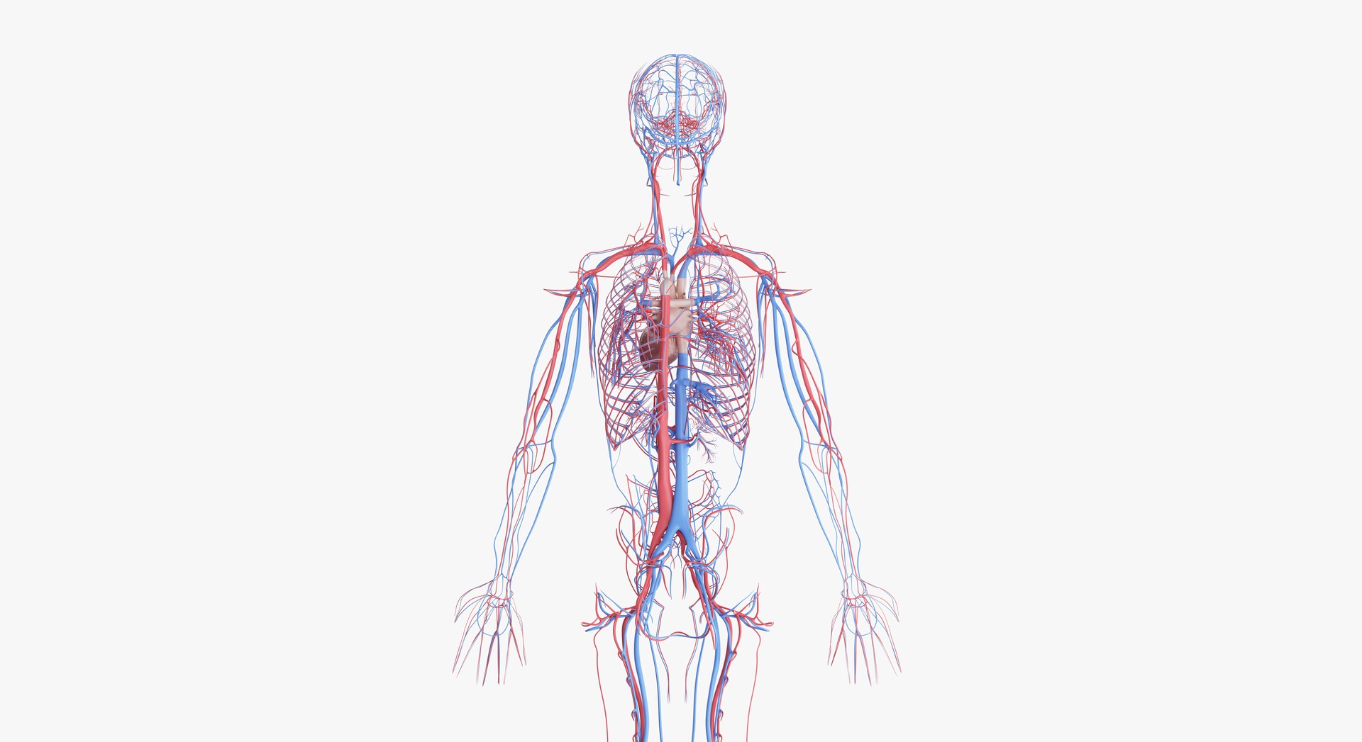 3D model elder female anatomy https://p.turbosquid.com/ts-thumb/Qh/TgVpwU/DBnnNeUy/2019_female_vascular0004/jpg/1569246262/1920x1080/fit_q87/22aa6e8cbabbbbfa50b2367fbd49c959c533a416/2019_female_vascular0004.jpg
