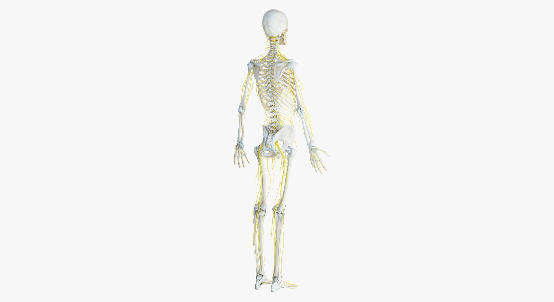 3D model elder female anatomy https://p.turbosquid.com/ts-thumb/Qh/TgVpwU/Lalrnt8O/2019_female_skeleton_nerves0005/jpg/1569246469/1920x1080/fit_q87/df619564971fbd70a4a230acdbcd7815202603fd/2019_female_skeleton_nerves0005.jpg