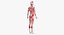 Anatomie féminine complète