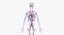 Anatomie féminine complète