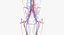 Anatomie féminine complète