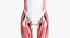 Anatomie féminine complète