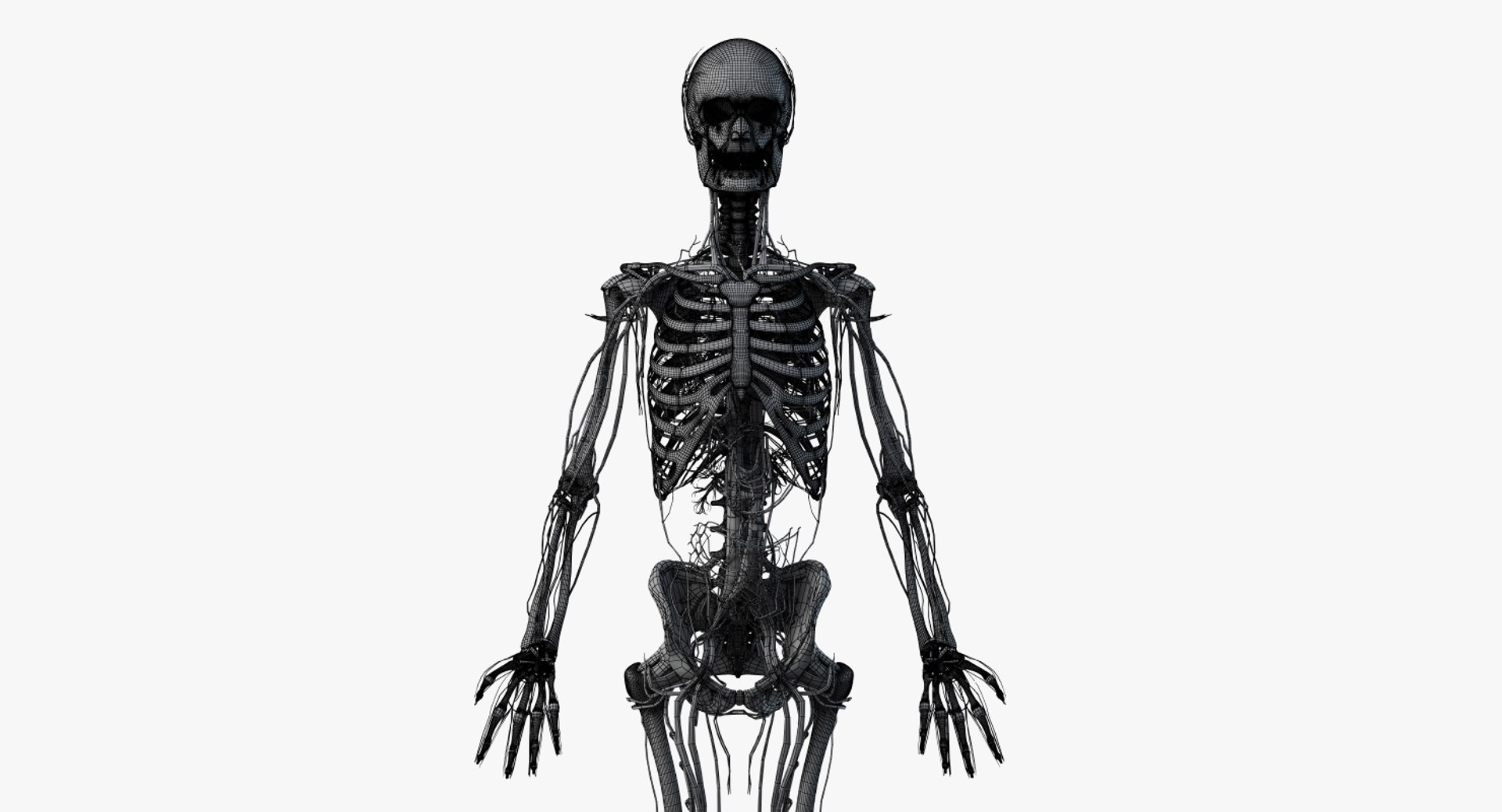 3D model elder female anatomy https://p.turbosquid.com/ts-thumb/Qh/TgVpwU/xyOxxFLR/2019_female_wire_anatomy_skel_vasc0001/jpg/1569248398/1920x1080/fit_q87/dd6b734d2027a87cbc707e1f25b18e542f15d8e8/2019_female_wire_anatomy_skel_vasc0001.jpg