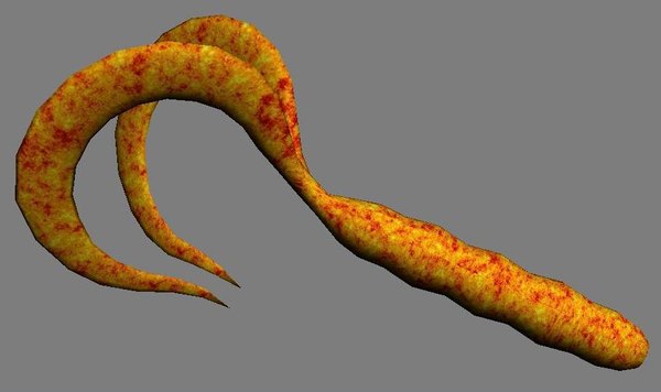 3d model imitation tails