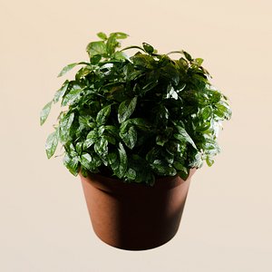 3D Basil plant