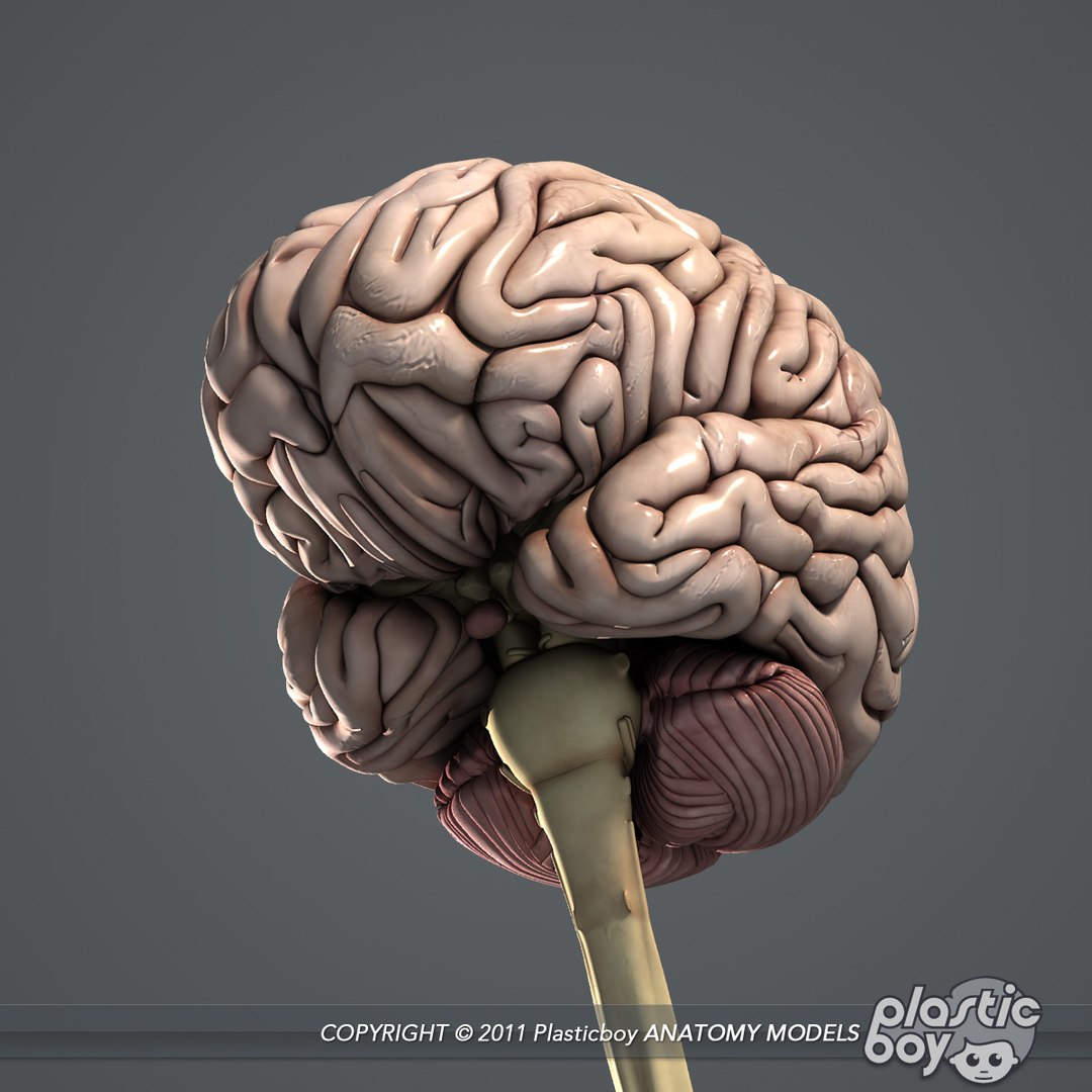3d essential female anatomy model https://p.turbosquid.com/ts-thumb/Qh/gAXANg/5ZeHF0Bz/brain_06/jpg/1305305180/1920x1080/fit_q87/c404c688f7b66316f02bff7d80c376c4cf343c8e/brain_06.jpg