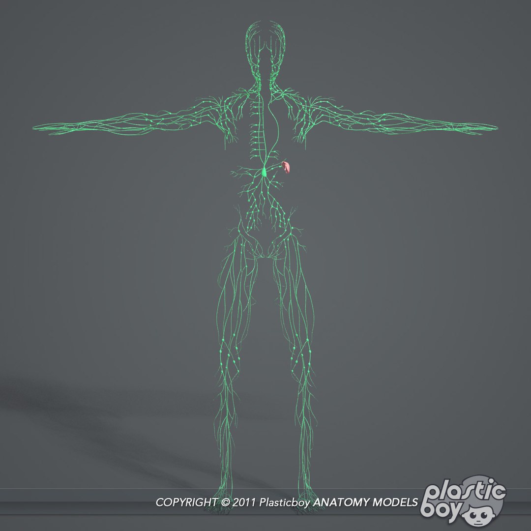 3d essential female anatomy model https://p.turbosquid.com/ts-thumb/Qh/gAXANg/6pTdRahw/lymphatic_01/jpg/1335624475/1920x1080/fit_q87/247f30d24e700af374475f3931b92888af98b229/lymphatic_01.jpg