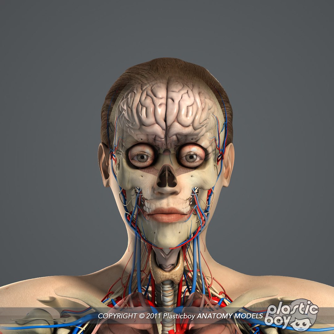 3d essential female anatomy model https://p.turbosquid.com/ts-thumb/Qh/gAXANg/7XBonrgv/female_anatomy_essentials_04/jpg/1305308861/1920x1080/fit_q87/5c32bbfd578aa3493195f2854bdfe4fce6ce6bc8/female_anatomy_essentials_04.jpg