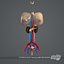 Essentials Female Anatomy Pack Essentials (Texture