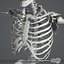 Essentials Female Anatomy Pack Essentials (Texture