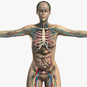 3d essential female anatomy model