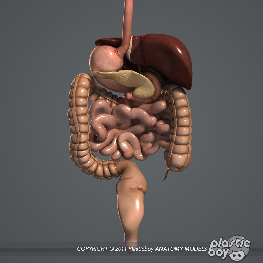 3d essential female anatomy model https://p.turbosquid.com/ts-thumb/Qh/gAXANg/YTeQwihb/digestive_03/jpg/1305305115/1920x1080/fit_q87/ec6d80d06cd74847ac6affbcdcc642bb12d81eac/digestive_03.jpg
