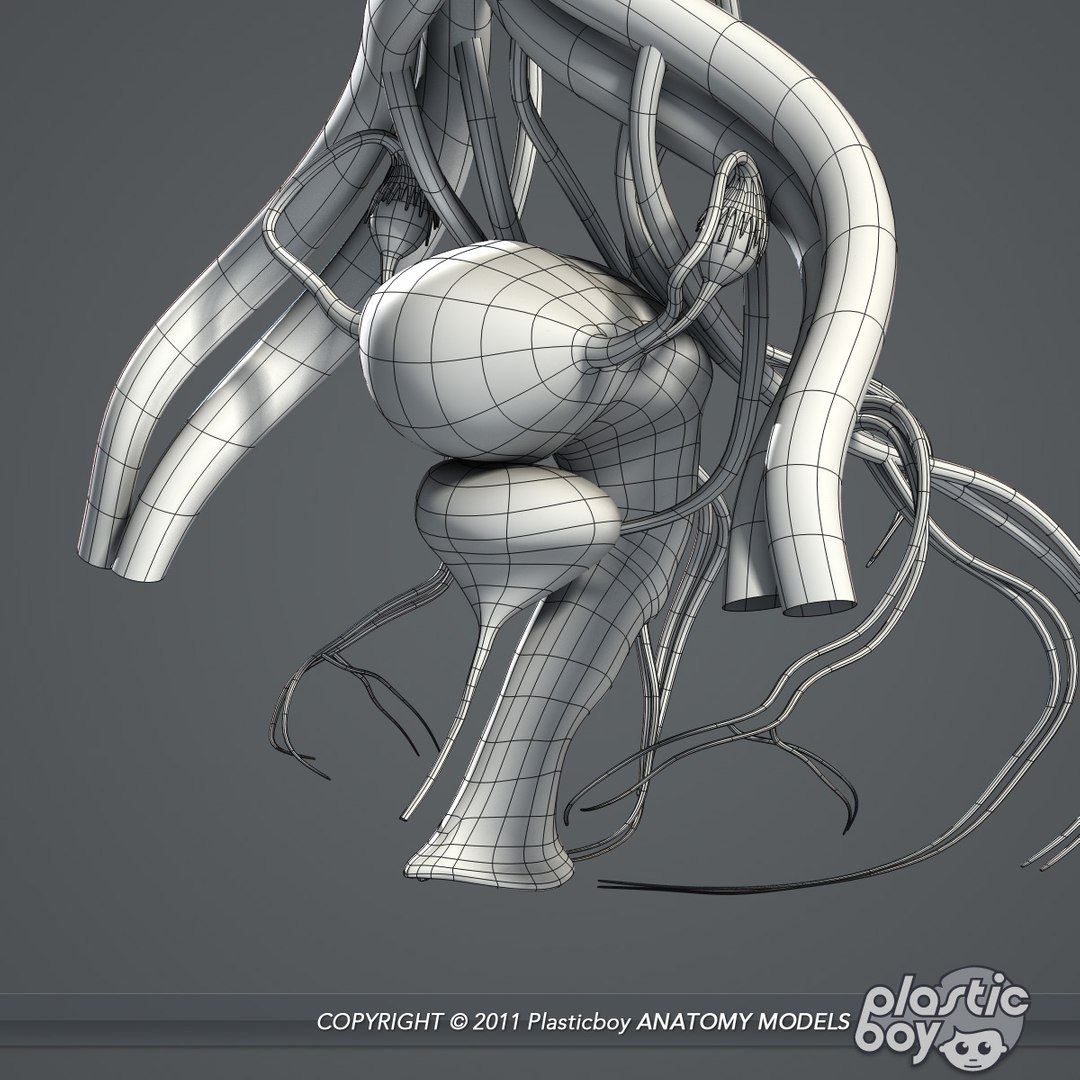 3d essential female anatomy model https://p.turbosquid.com/ts-thumb/Qh/gAXANg/acixYm5u/female_reproductive_02_wf/jpg/1305304886/1920x1080/fit_q87/cfae42a0fea702cddb4695b32481dd1375f0cfc8/female_reproductive_02_wf.jpg