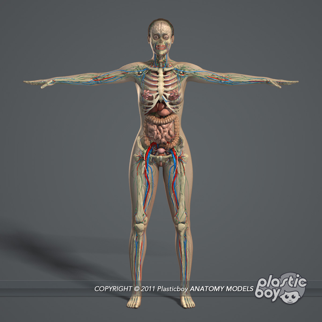 3D Model: Human Female Anatomy ~ Buy Now #91496831