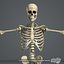 Essentials Female Anatomy Pack Essentials (Texture