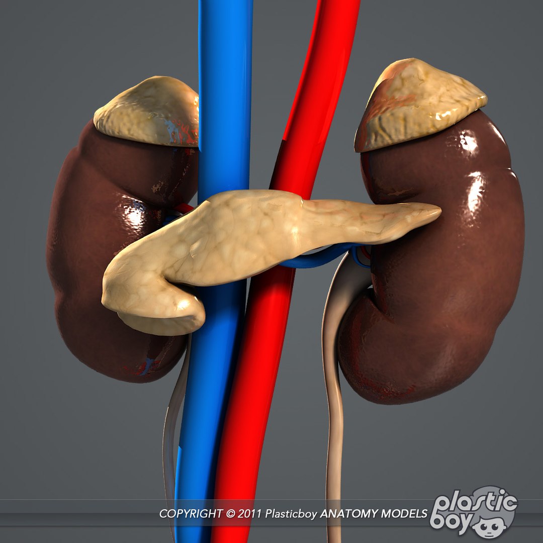 3d essential female anatomy model https://p.turbosquid.com/ts-thumb/Qh/gAXANg/uyeXY7kd/urinary_05/jpg/1305304903/1920x1080/fit_q87/9573e722aeed8bc0769d638a7004f767aaaf1c36/urinary_05.jpg