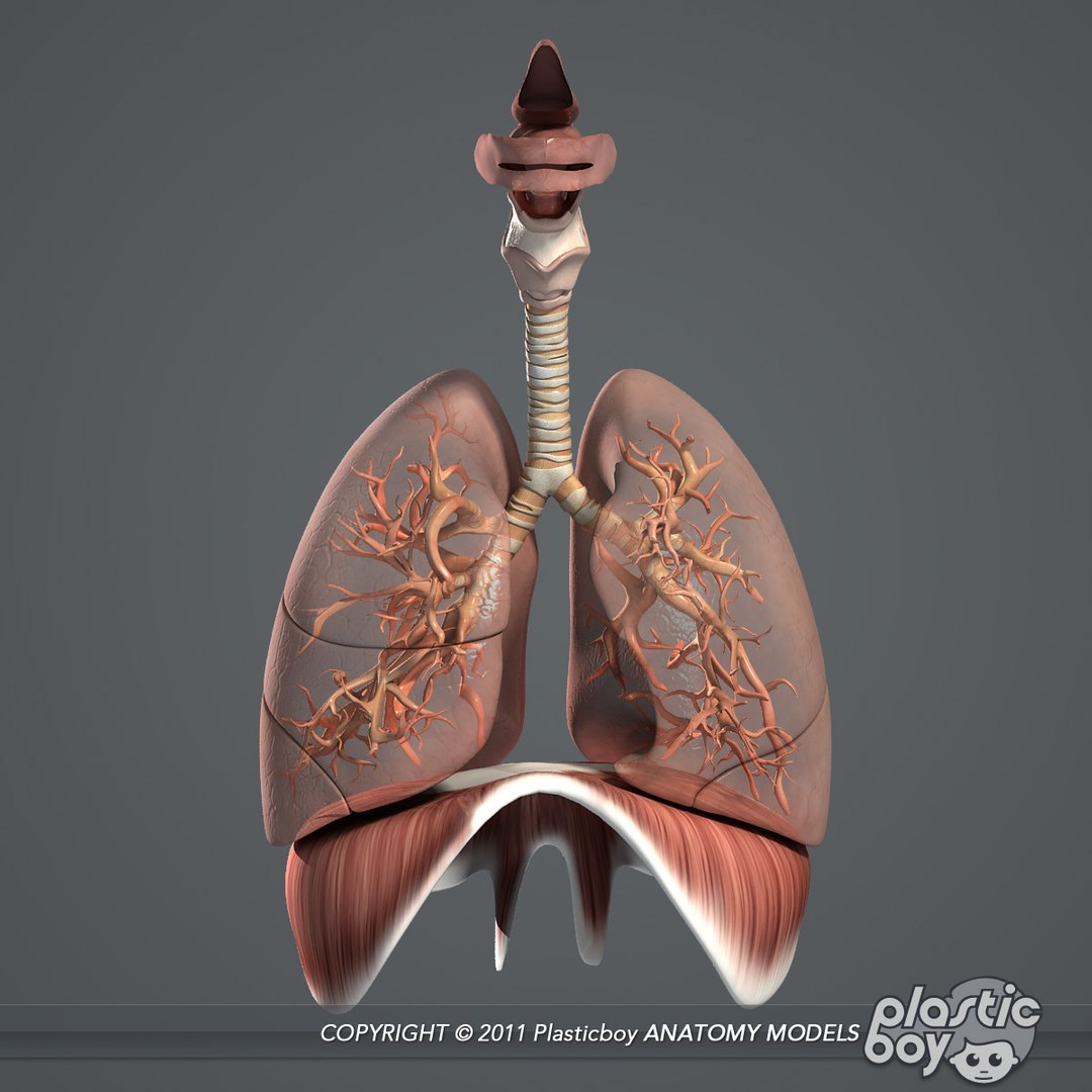 3d essential female anatomy model https://p.turbosquid.com/ts-thumb/Qh/gAXANg/xhlUYREY/respiratory_03b/jpg/1305305217/1920x1080/fit_q87/9ba18c4040dfbd8caa30c836ac7381bbf71043a0/respiratory_03b.jpg