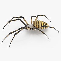 Argiope Trifasciata Spider Rigged for Maya