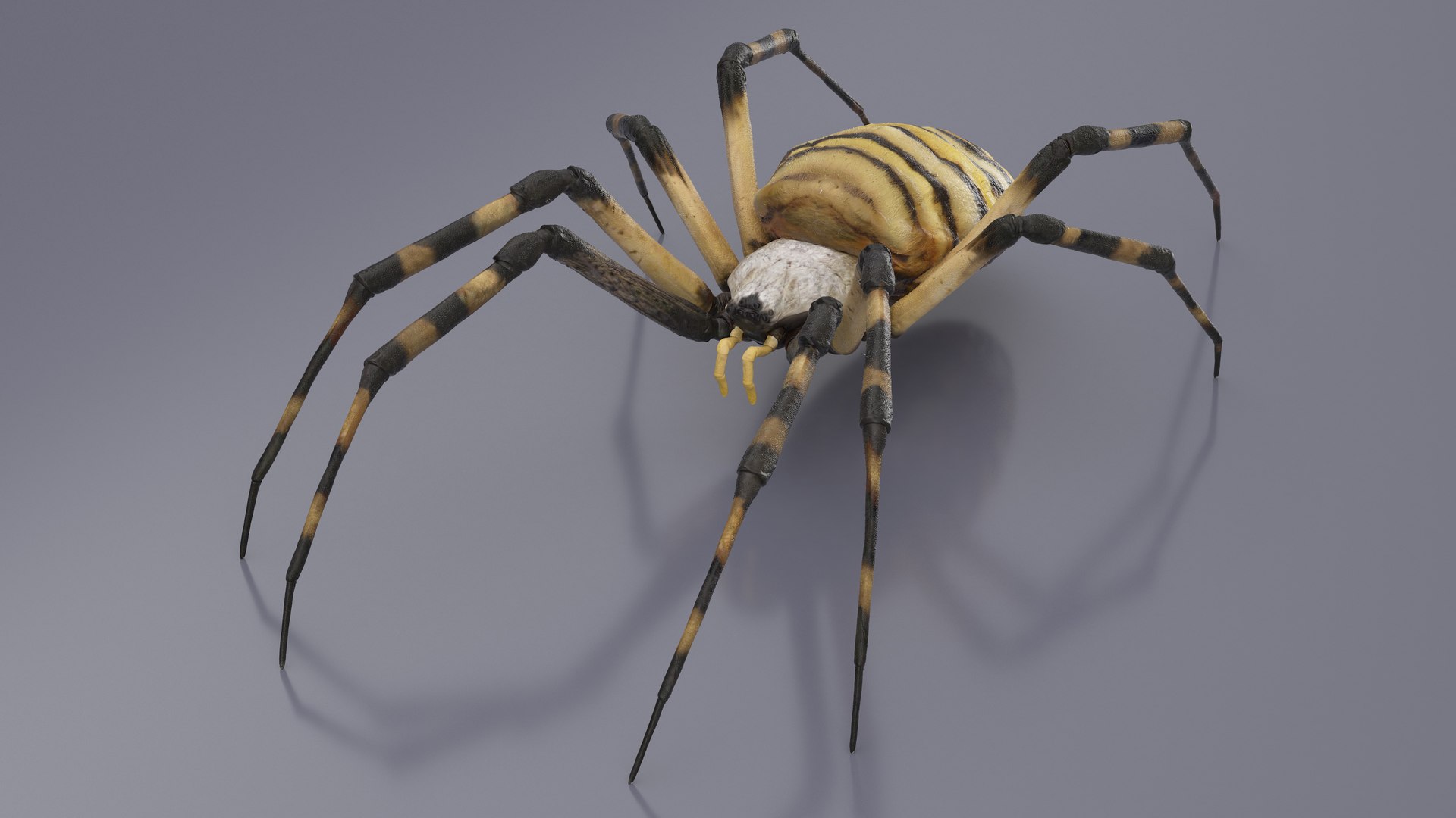 3D model Argiope Trifasciata Spider Rigged for Maya https://p.turbosquid.com/ts-thumb/Qh/lqJ01L/99/argiopetrifasciataspiderriggedformayac4dmodel003/jpg/1664223925/1920x1080/fit_q87/361e861c2c6fb046f3e81c28cae31520c671595a/argiopetrifasciataspiderriggedformayac4dmodel003.jpg