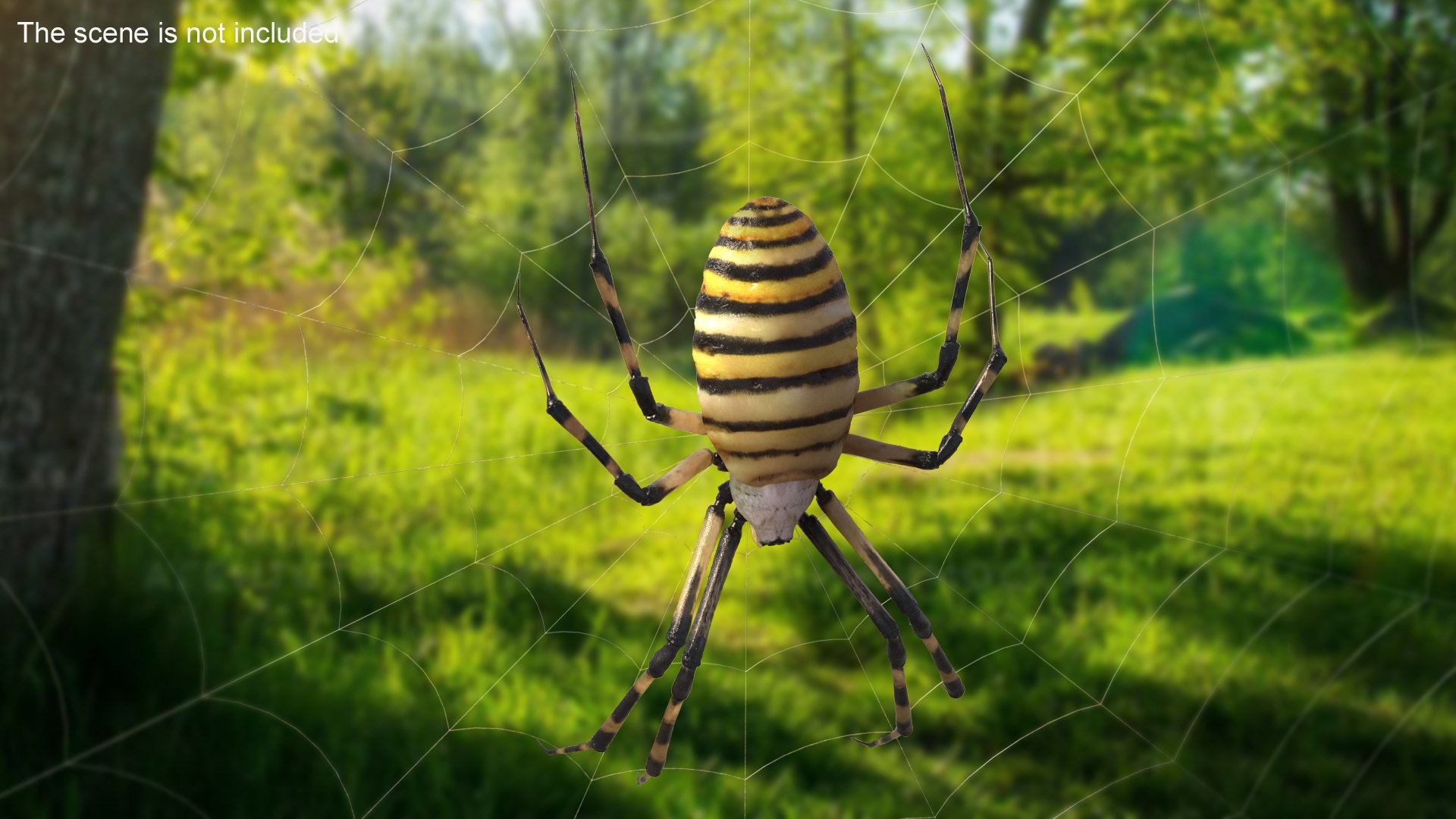3D model Argiope Trifasciata Spider Rigged for Maya https://p.turbosquid.com/ts-thumb/Qh/lqJ01L/AW/argiopetrifasciataspiderriggedformayac4dmodel005/jpg/1664223932/1920x1080/fit_q87/9b33d17489558f316bedece9e37969d88f241e21/argiopetrifasciataspiderriggedformayac4dmodel005.jpg
