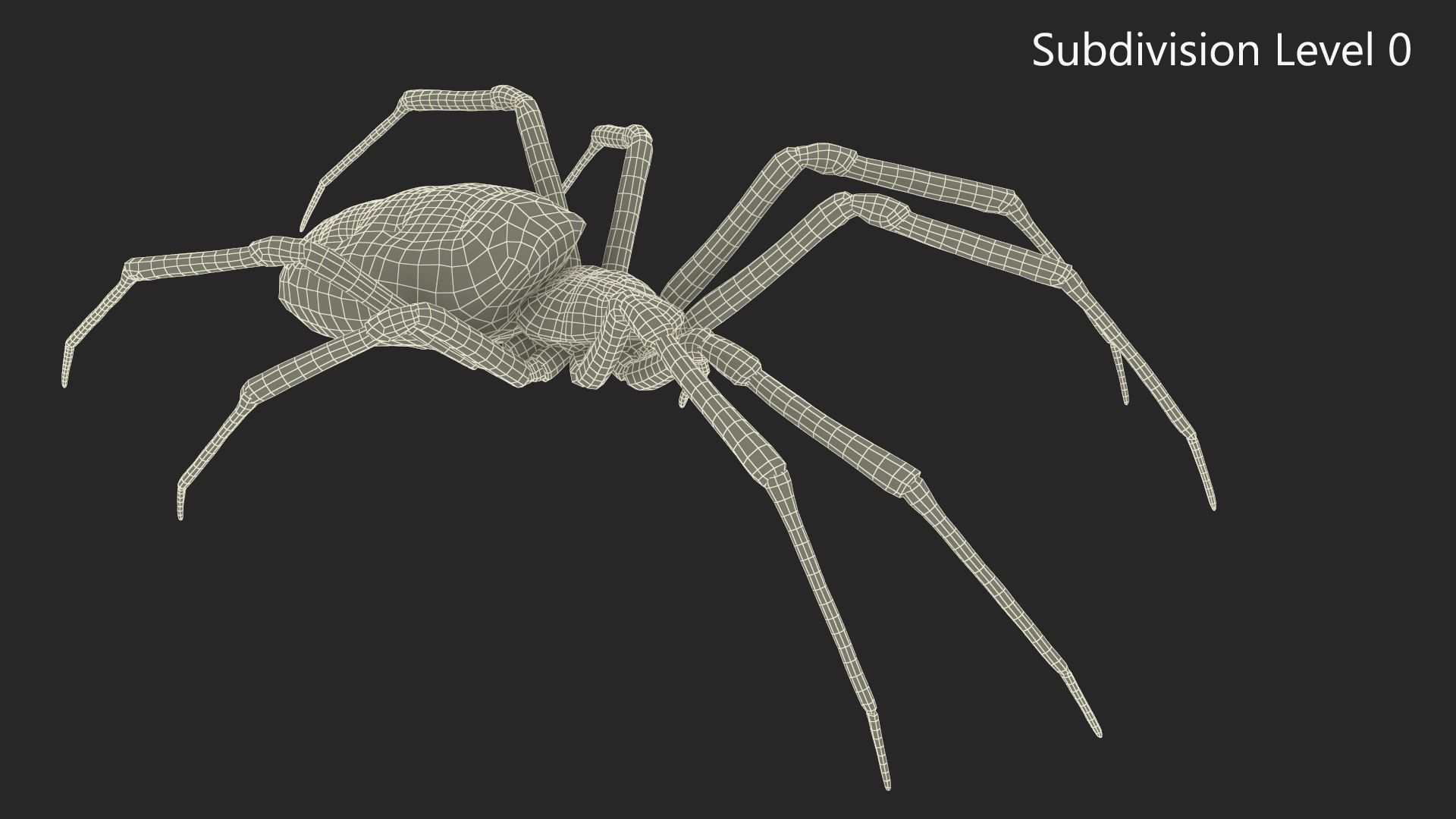 3D model Argiope Trifasciata Spider Rigged for Maya - TurboSquid 1964605
