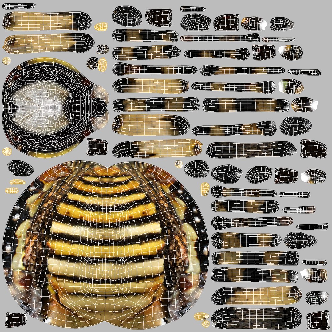 3D model Argiope Trifasciata Spider Rigged for Maya https://p.turbosquid.com/ts-thumb/Qh/lqJ01L/Et/argiopetrifasciataspiderriggedformayac4dmodel025/jpg/1664224006/1920x1080/fit_q87/59ffa93237e439c2d520e55180558888bcb20c10/argiopetrifasciataspiderriggedformayac4dmodel025.jpg