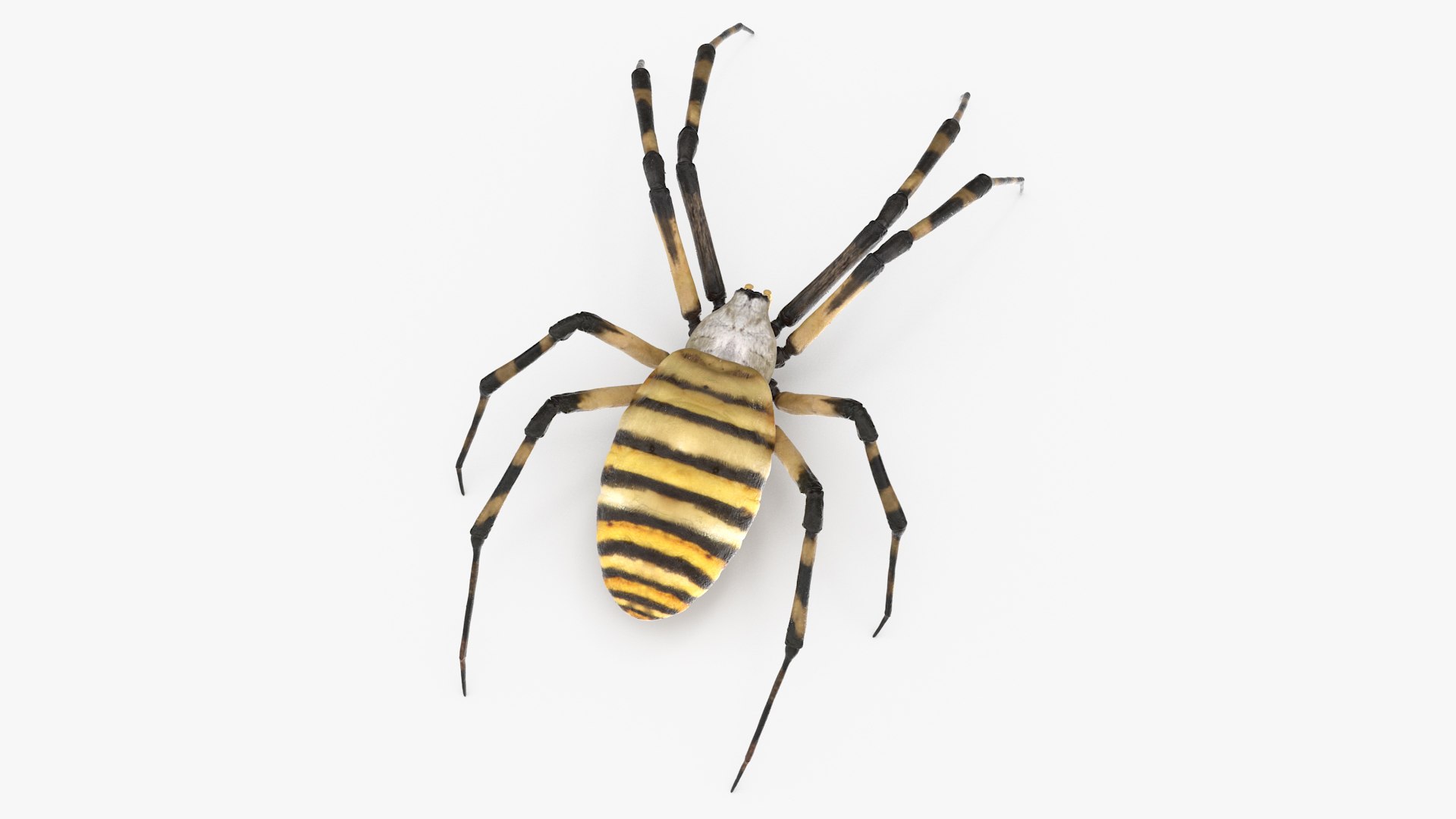 3D model Argiope Trifasciata Spider Rigged for Maya https://p.turbosquid.com/ts-thumb/Qh/lqJ01L/HS/argiopetrifasciataspiderriggedformayac4dmodel006/jpg/1664223936/1920x1080/fit_q87/d8e83bf19756431da28c84974415a52c5f76768c/argiopetrifasciataspiderriggedformayac4dmodel006.jpg